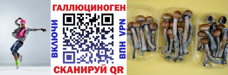 купить наркотики цена  Малгобек  Галлюциногенные грибы MAGIC MUSHROOMS 